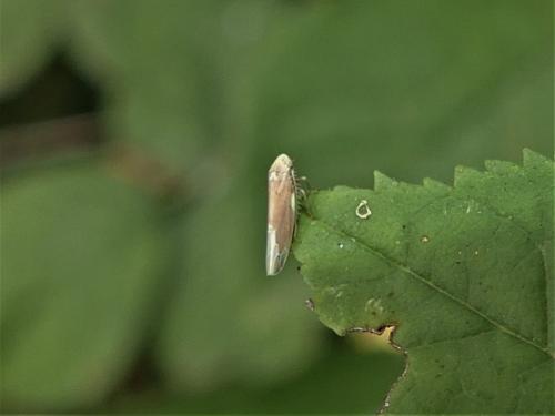Typhlocybinae